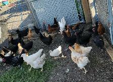 Young chicken - Photo 2