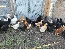 Young chicken - Photo 3