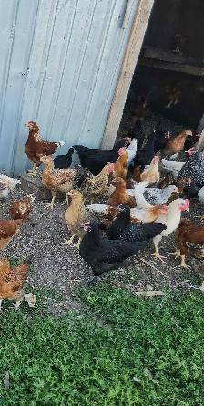 Young chicken - Photo 4