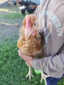 Young chicken - Photo 5