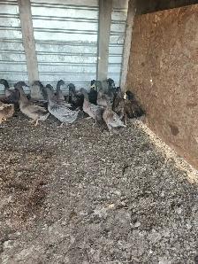 Young chicken - Photo 6