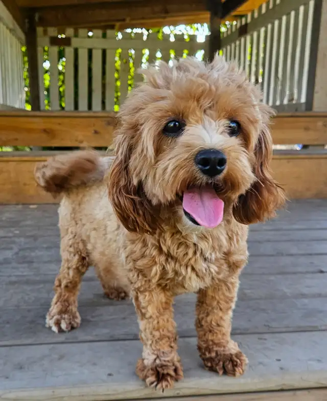 Teddybear Cockapoo ,Spayed female ,Adult, An awesome dog.