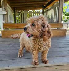 Teddybear Cockapoo ,Spayed female ,Adult, An awesome dog. - Photo 2