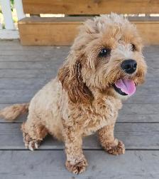 Teddybear Cockapoo ,Spayed female ,Adult, An awesome dog. - Photo 3