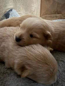 Pomeranian puppies