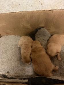 Pomeranian puppies - Photo 2