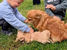 Pomeranian puppies - Photo 3