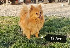 Pomeranian puppies - Photo 4