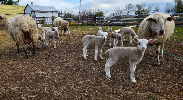 EWES WITH LAMBS AT SIDE — COMPLETE PACKAGE