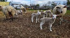 EWES WITH LAMBS AT SIDE — COMPLETE PACKAGE