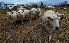 EWES WITH LAMBS AT SIDE — COMPLETE PACKAGE - Photo 2