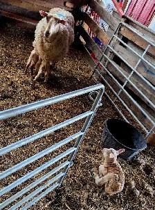 EWES WITH LAMBS AT SIDE — COMPLETE PACKAGE - Photo 3