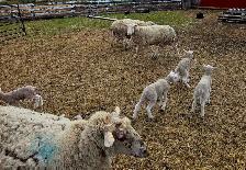 EWES WITH LAMBS AT SIDE — COMPLETE PACKAGE - Photo 4