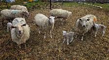 EWES WITH LAMBS AT SIDE — COMPLETE PACKAGE - Photo 5