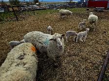 EWES WITH LAMBS AT SIDE — COMPLETE PACKAGE - Photo 6