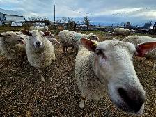 EWES WITH LAMBS AT SIDE — COMPLETE PACKAGE - Photo 7