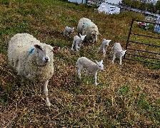 EWES WITH LAMBS AT SIDE — COMPLETE PACKAGE - Photo 8