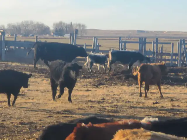 Grass-fed Steer