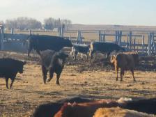 Grass-fed Steer