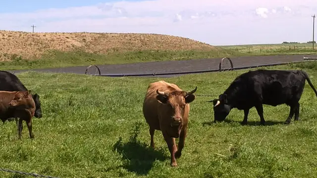 Grass fed Steer
