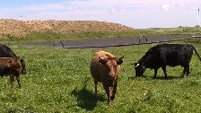 Grass fed Steer