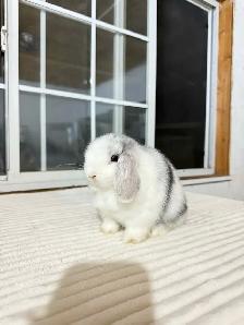 Adorable Holland Lop baby bunny