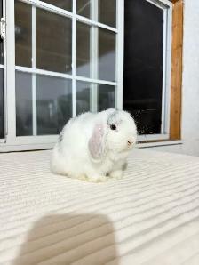 Adorable Holland Lop baby bunny - Photo 5