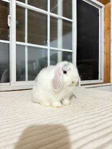 Adorable Holland Lop baby bunny - Photo 6
