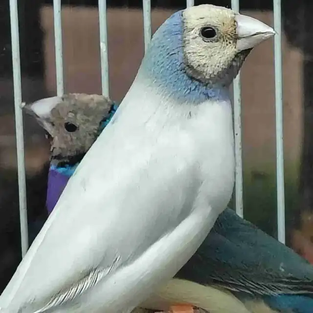 blue turquoise gouldian finches
