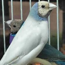 blue turquoise gouldian finches
