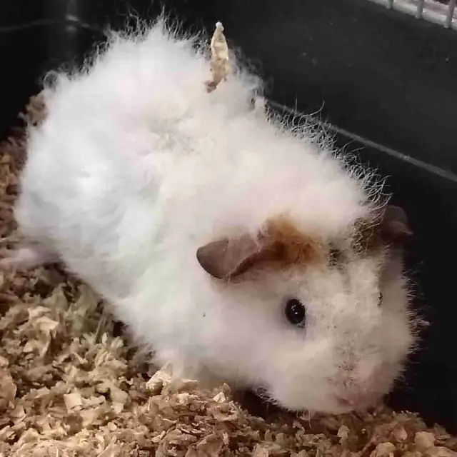 baby guinea pigs