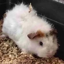 baby guinea pigs