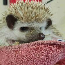 baby hedgehogs