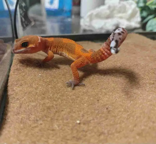 baby leopard geckos