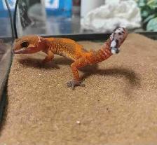 baby leopard geckos