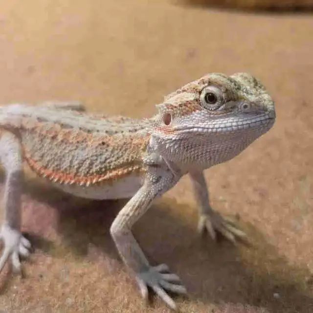 baby bearded dragon