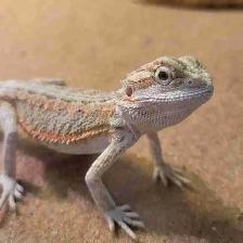 baby bearded dragon