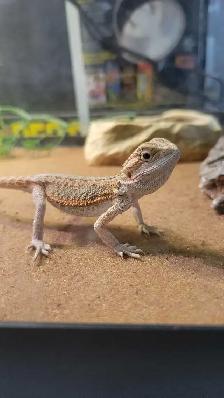 baby bearded dragon - Photo 2