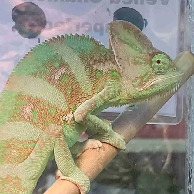 baby veiled chameleon