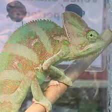 baby veiled chameleon