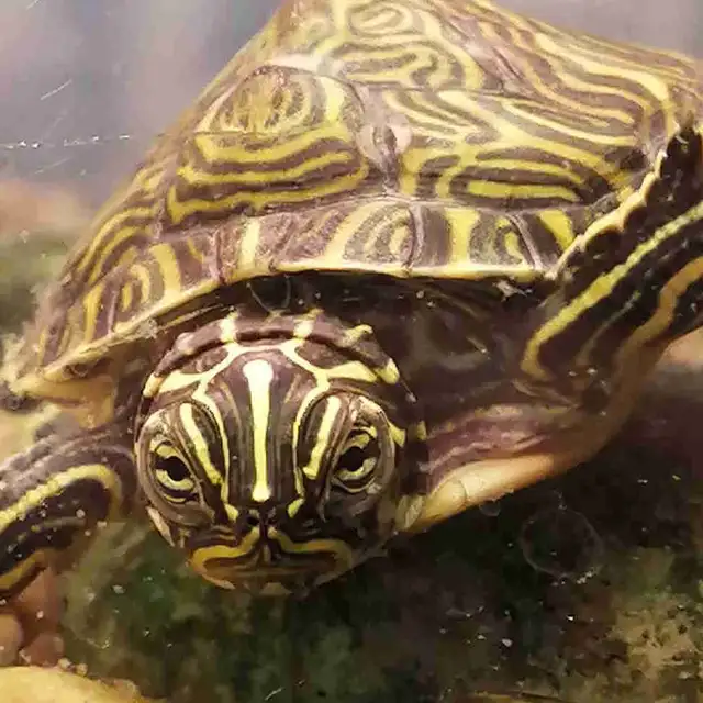 baby yellow belly cooter turtles