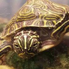 baby yellow belly cooter turtles