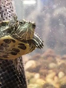 baby yellow belly cooter turtles - Photo 2