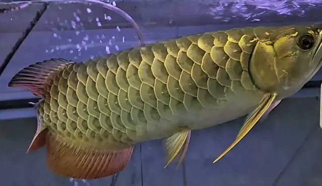 18' merlion premium crossback arowana