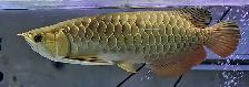 18' merlion premium crossback arowana - Photo 3