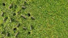 Lawn Aeration - Photo 3