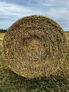 Underseeding Straw