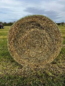 Underseeding Straw - Photo 2