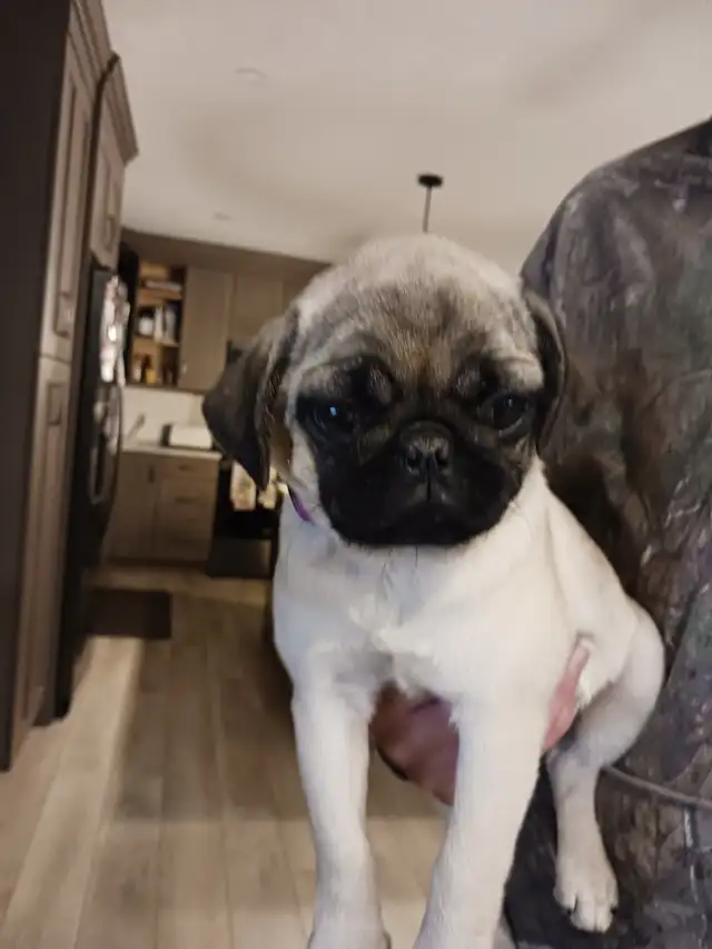 PURE BRED PUG PUPPIES