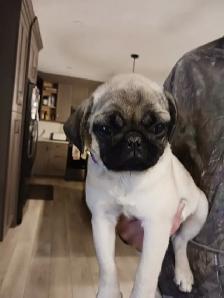PURE BRED PUG PUPPIES
